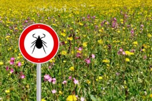 Beware of ticks, the most dangerous months start!