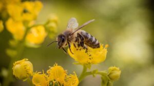Bees and pesticides: science in the face of the possible return of neonicotinoids