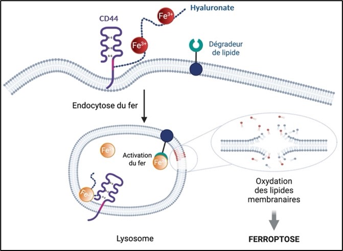 Iron enters cancer cells via the CD44 protein presents on their surface allowing it to acquire metastatic properties and tolerance to conventional treatments by epigenetic reprogramming which plays a key role in cellular adaptation. The activation of the lysosomal iron by a phospholipid degrading causes oxidation and the rupture of cell membranes, thus resulting in the death of the cell.