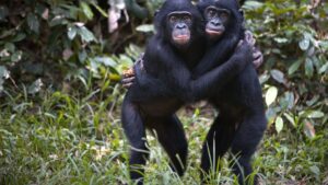 The great apes, champions of empathy