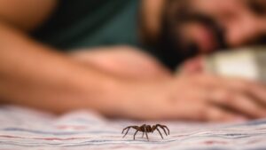 "A gaping hole in the leg because of a bite": what you need to know about really dangerous spiders in France