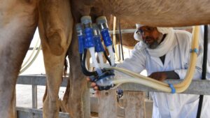 Camel milk, "white gold" potential of an arid and poor region of Tunisia