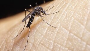 Chikungunya in France: what you need to know after two indigenous cases in a week
