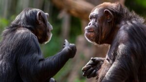 Chimpanzees share our taste for gossip