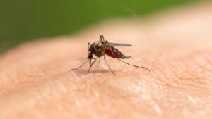 Does your skin attract all mosquitoes? The real culprit could be ... your soap