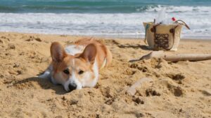 Dogs transform French holiday habits