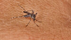 Heat peak, mosquitoes and viruses: why the chikungunya worries the authorities this summer