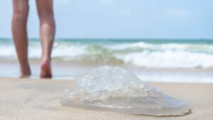 Jellyfish alert! Here are the right reflexes to know (and those to avoid) in the event of a bite