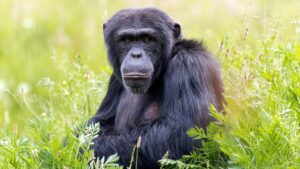 Laughter makes bonobos optimistic
