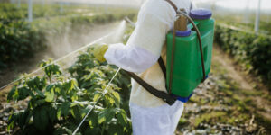 Neonicotinoids: in humans, uncertain risks for lack of studies