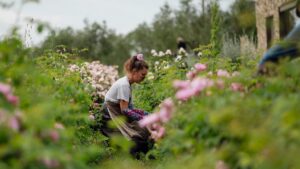 On the French Riviera, Centifolia, the rose gold of luxury perfumes