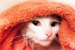 Sending kitten gifs is making social ties without realizing it