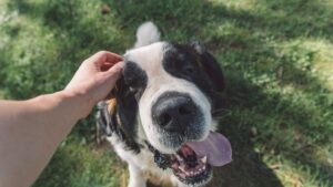 "She could no longer sleep, walk, speak or swallow": an Englishwoman dies after a simple contact with a puppy