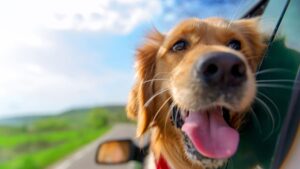 The right reflexes to adopt to travel by car with your animal