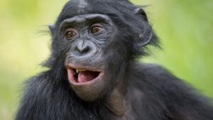 The yawn would be more than a simple reflex, according to a study conducted in chimpanzees