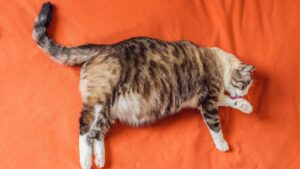 What if cats helped us fight against obesity?