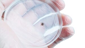 7 diseases favored by mites