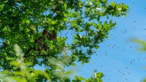 Bee attack in Aurillac: 24 people injured. Gestures to know to avoid the worst according to Dr. Kierzek