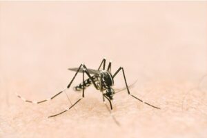 Chikungunya: a 5 -year -old child infected locally in Gironde, the authorities mobilized