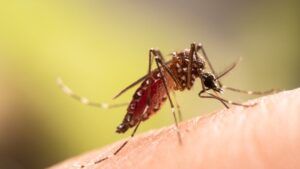Dengue: first indigenous case confirmed in the Loire, the ARS takes action
