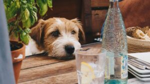 Heat wave: how to protect your dog from hot weather?