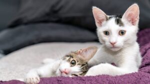 The 10 best names for your cat according to Chatgpt