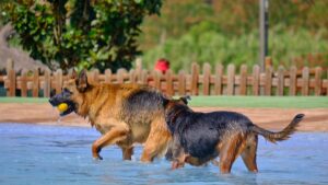 The authorities sound the alert in these three French municipalities after the death of a dog contaminated by cyanobacteria,