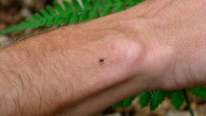 Tick encephalitis: this serious disease can also be transmitted by a food that you may consume