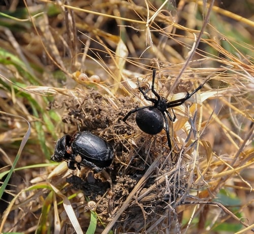 European widow (Latrodectus tredecimguttatus)