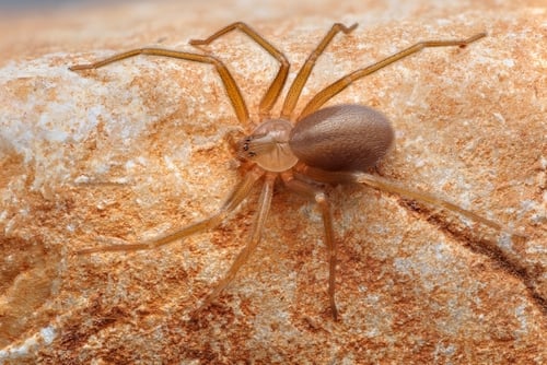 Rufescens loxosceles