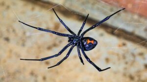 Venomous spider: her husband wanted to crush a black widow, she receives her venom in her eye
