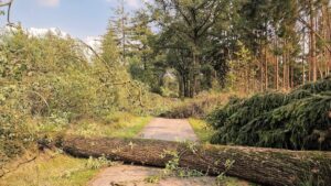 A sexagenarian dies crushed by a tree. What you need to know to prevent these dramas according to an emergencyist