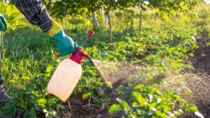 DUPLOMB law: The Constitutional Council censures the return of a pesticide deemed dangerous by scientists