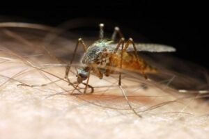 Diseases transmitted by mosquitoes: Europe broke a case record in 2025