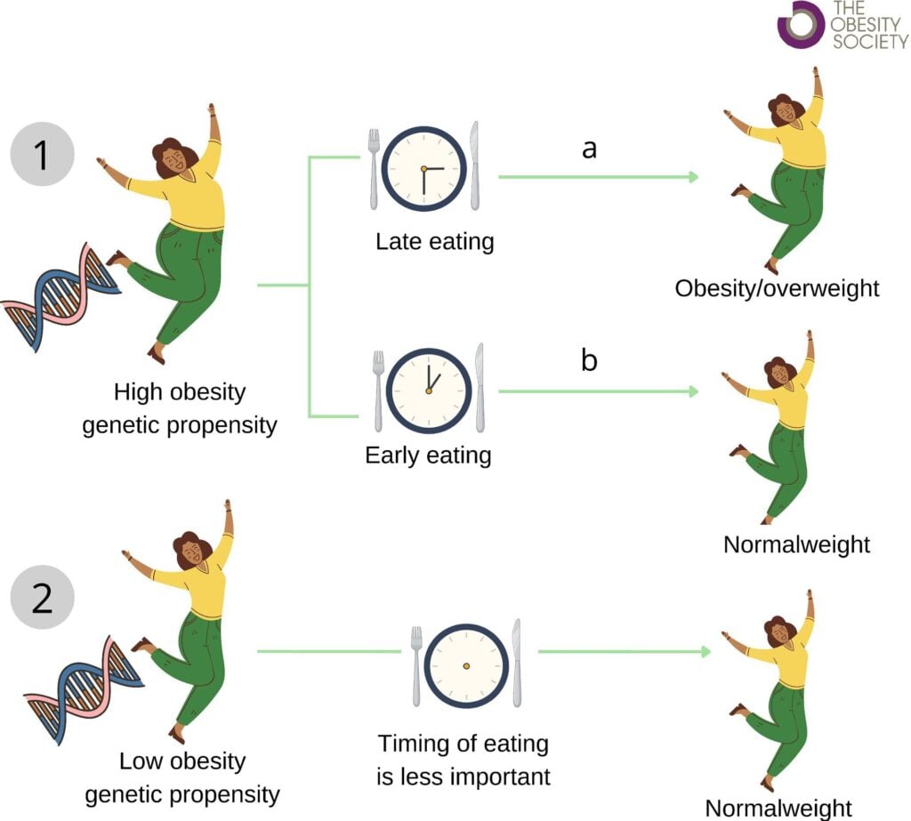 Obesity and genetics, meal time that changes everything