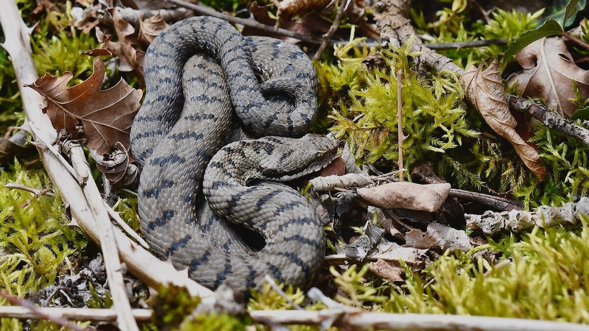 "I saw him die": a father tells the attack on a viper against his son. Dr. Kierzek's advice to react well