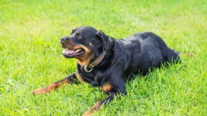 Loiret: a child killed by the family dog, an emergency doctor shares errors to avoid