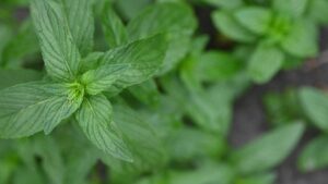 Peppermint, the 4 effects validated by science on health (and errors to avoid)