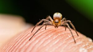 Spider bite: what to do and not do