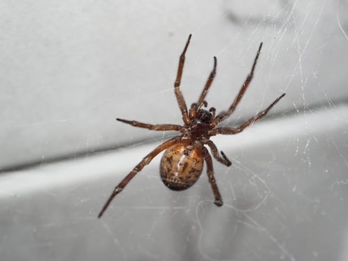 False widow