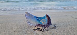 Watch out for the Basque beaches: these "killer" jellyfish can spoil your vacation