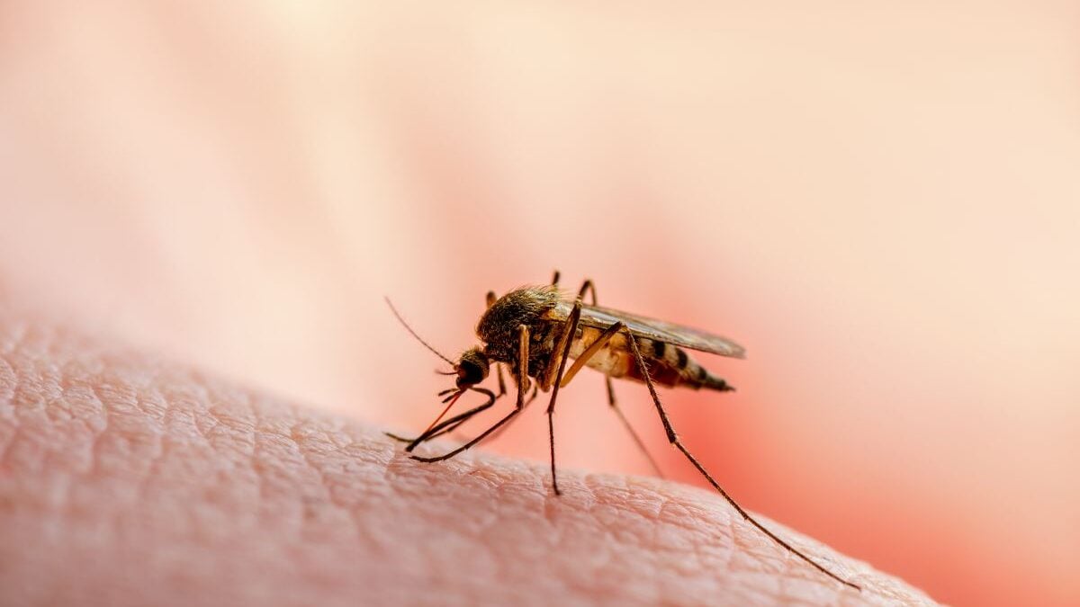 Western Nile virus in Île-de-France, key gestures to protect themselves from it