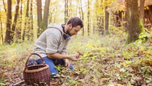 Mushrooms, when picking turns to danger: nearly 500 serious poisoning since July