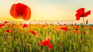 Understanding Grand Coquelicot syndrome: when success attracts criticism
