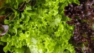 Are you sure you are choosing your salad correctly? Choosing an expert might surprise you