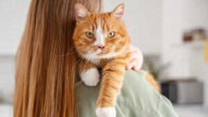 Dementia in cats: 8 clues that don't lie