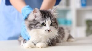 Pink October: mammary cancer, this disease that also affects our pets