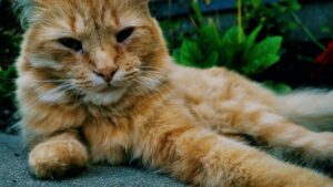 She is bitten by a stray cat… her dogs realized before her that her life was in danger