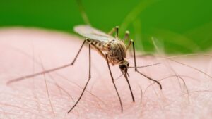 Why Beer and Certain Behaviors Make Your Skin Irresistible to Mosquitoes, According to Science