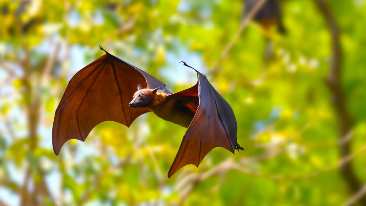 A new animal coronavirus discovered in Brazil intrigues researchers